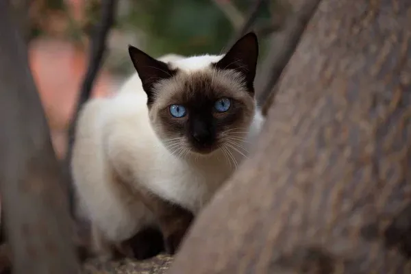 Siamese Cat