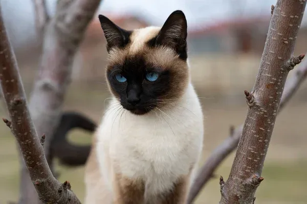 Siamese Cat
