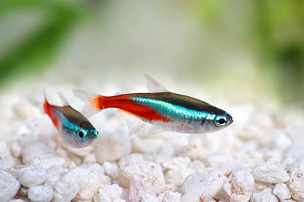 Cardinal Tetra