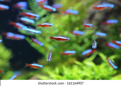 Cardinal Tetra