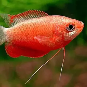 Indian Glassfish