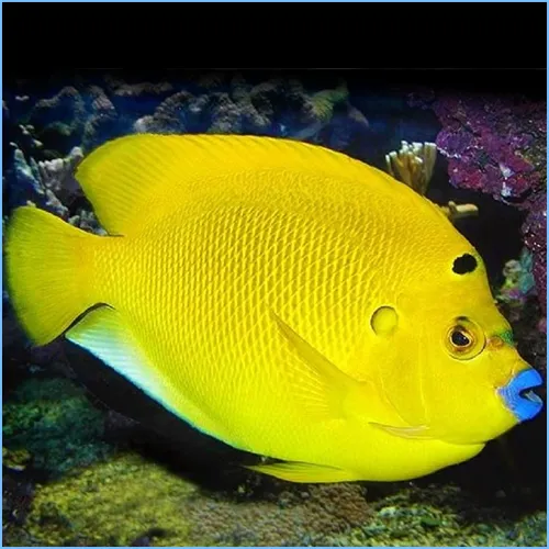 Flagfin Angelfish