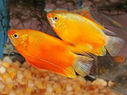 Honey Gourami
