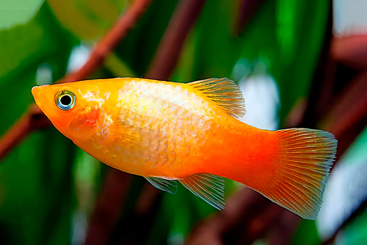 Honey Gourami