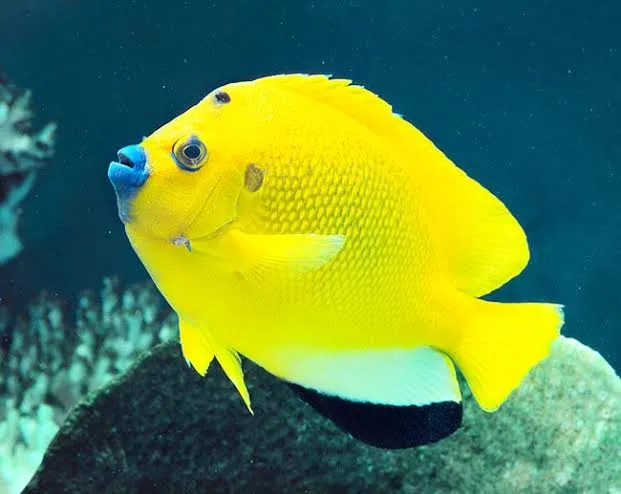 Flagfin Angelfish
