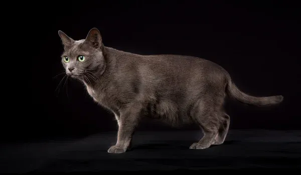Korat Cat