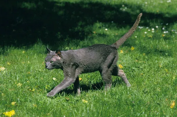 Korat Cat