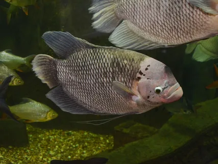 Giant Gourami
