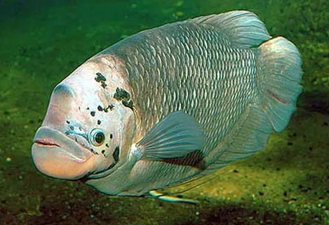 Giant Gourami