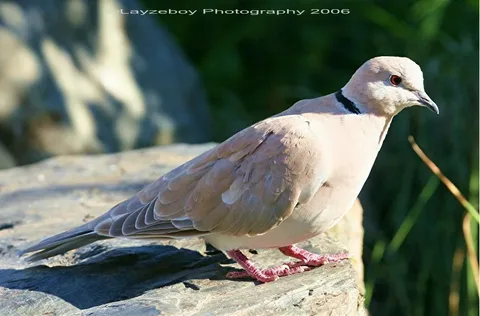 African Dove