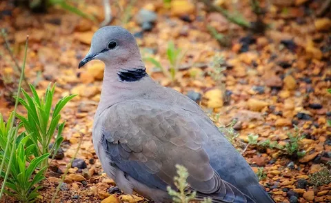 African Dove