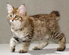 American Bobtail