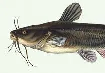 Catfish
