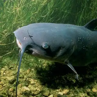 Catfish