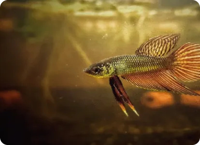 Betta Fish