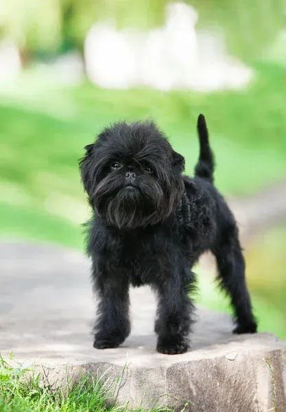Black Affenpinscher dog standing on stone looking at camera outdoors