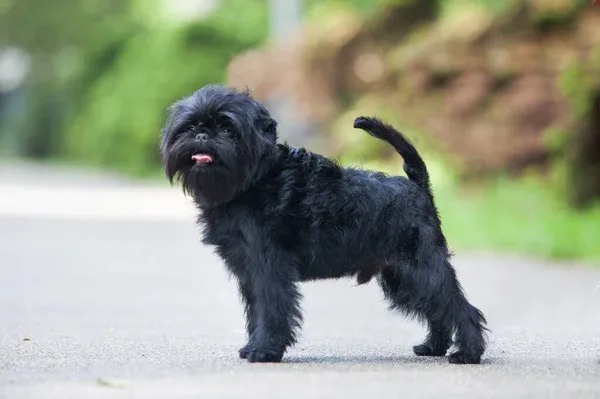 Black Affenpinscher dog standing looking at camera on outdoor path