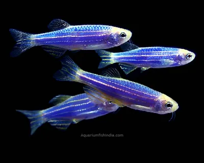 Zebra Danio