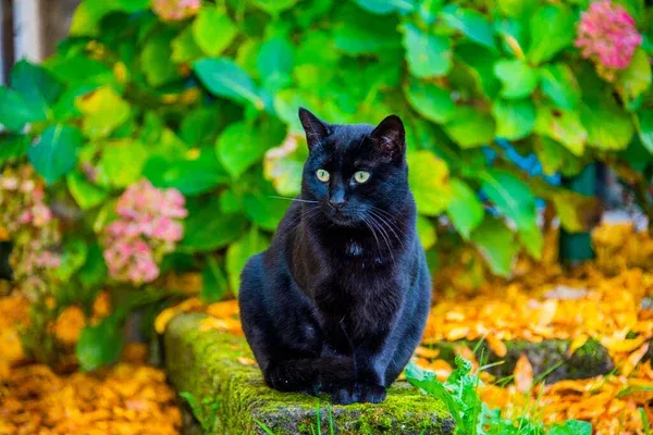 Bombay Cat