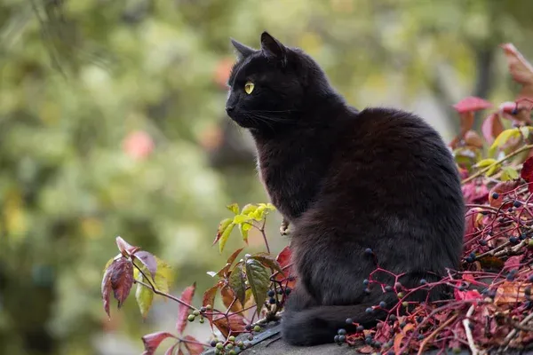Bombay Cat