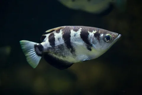 Archerfish