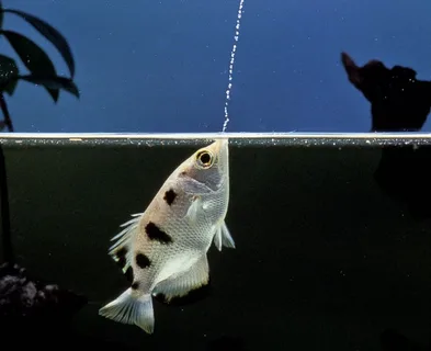 Archerfish