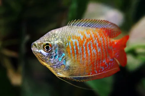 Dwarf Gourami