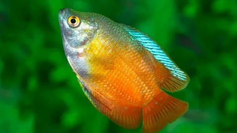 Dwarf Gourami