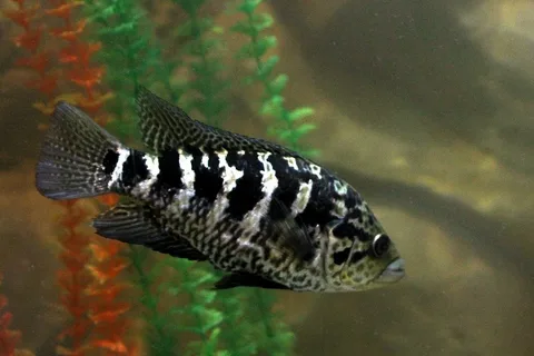 Jaguar Cichlid