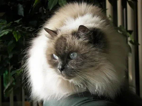 Himalayan Cat
