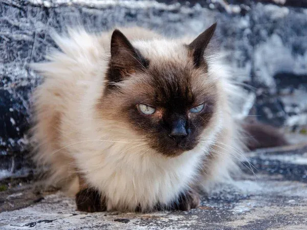 Himalayan Cat