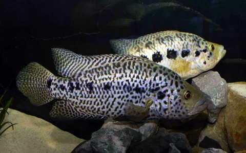 Jaguar Cichlid