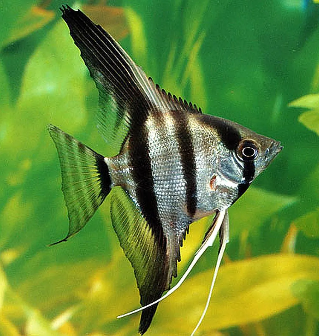 Angelfish