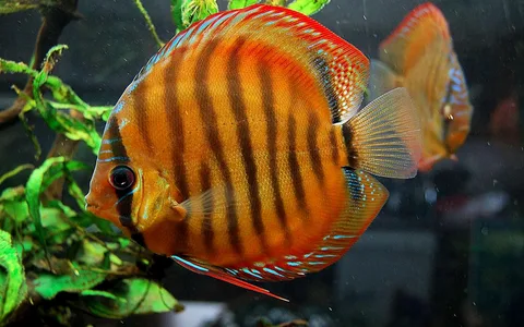 Discus Fish