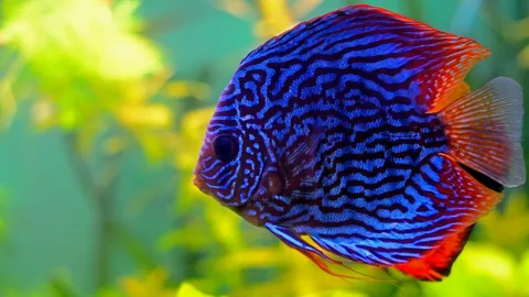 Discus Fish