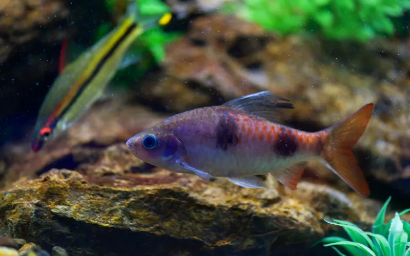 Arulius Barb