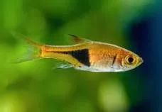Rasbora