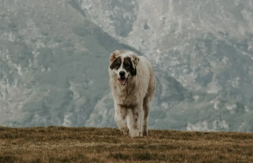 Rewritten Pariah dog ending: Needs more padding