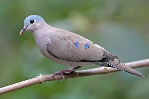 African Dove