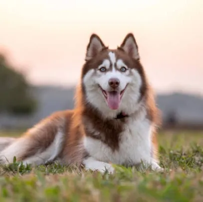 husky
