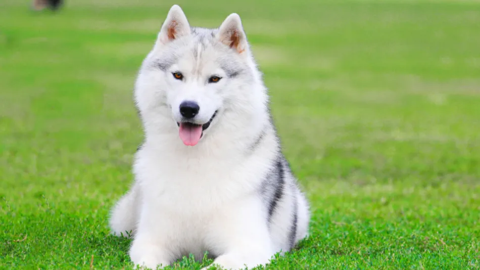 Huskey sitting on a grass