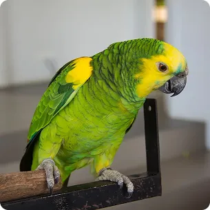 amazonparrot