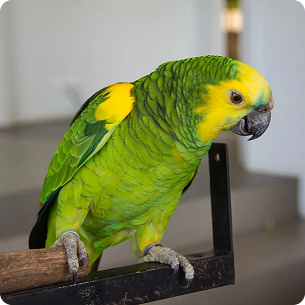 Amazon Parrot