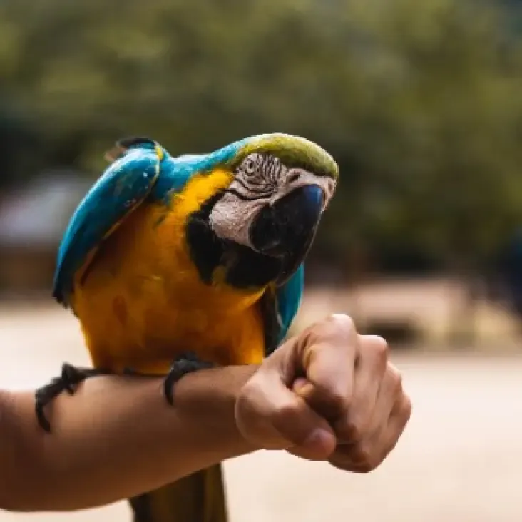 Blue and Gold Cockatiel