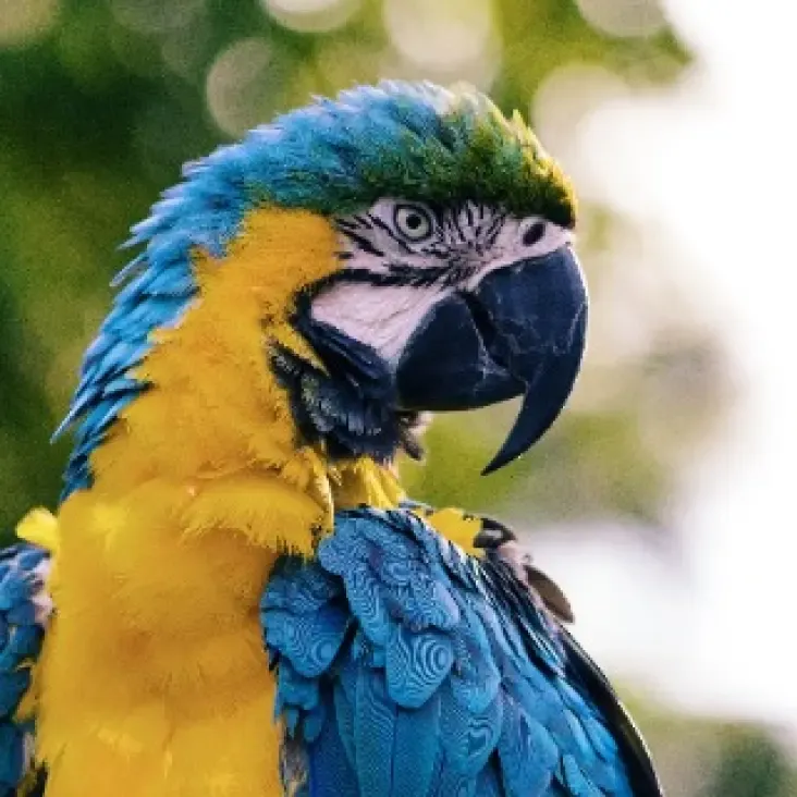 Blue and Gold Macaw