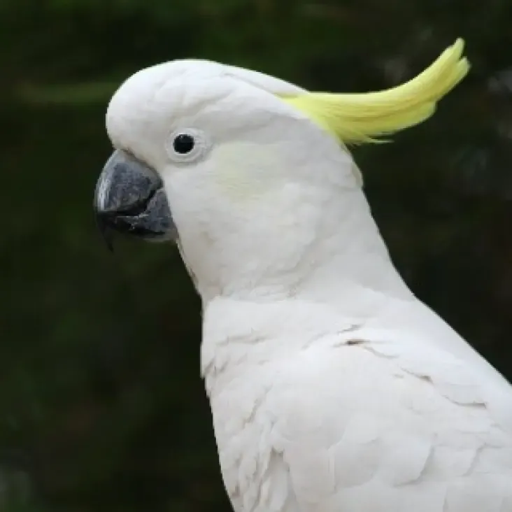 Cockatiel