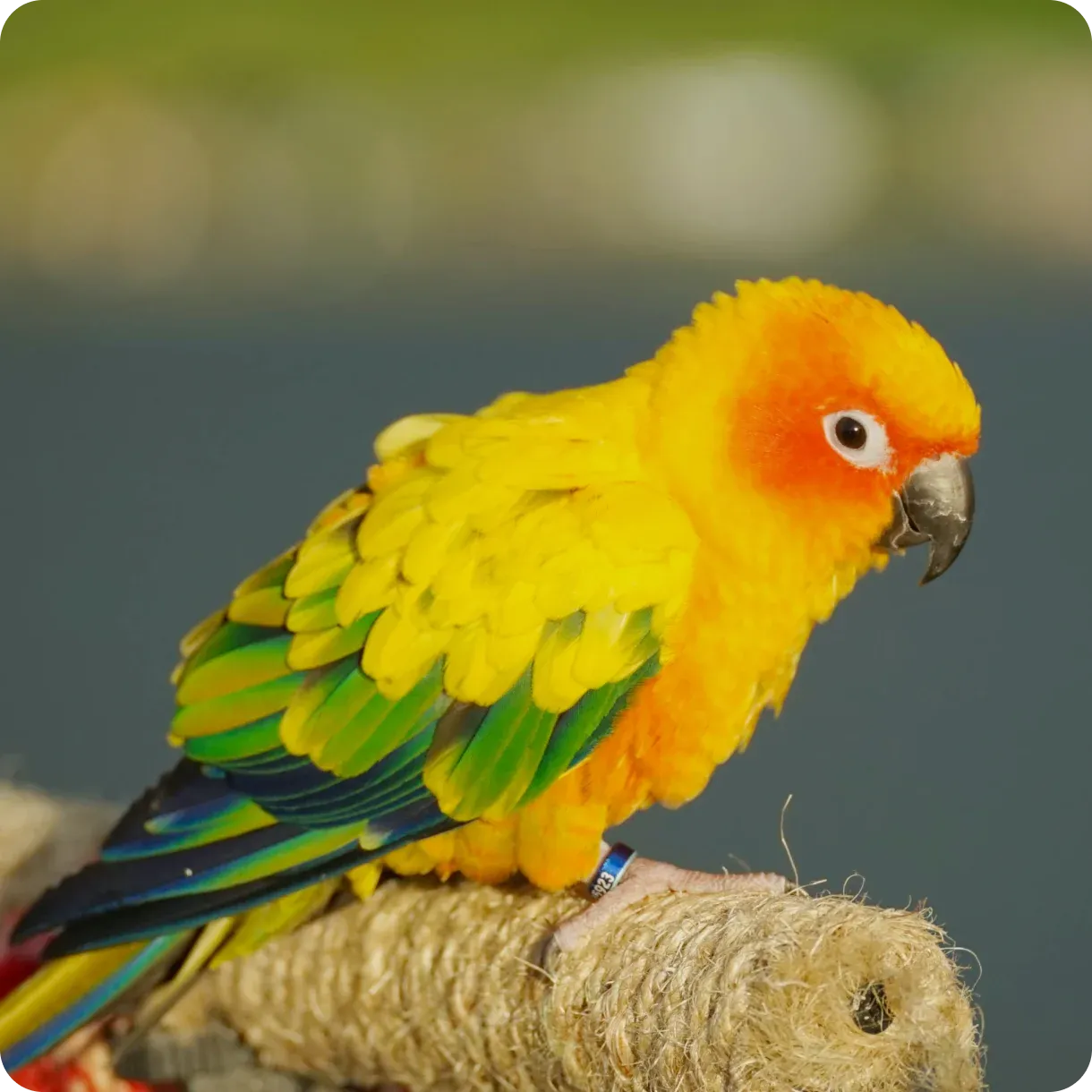 Conure