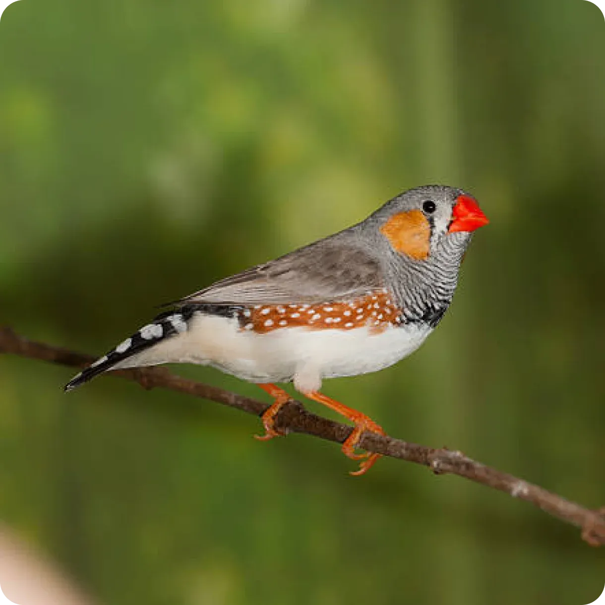Zebra Finch