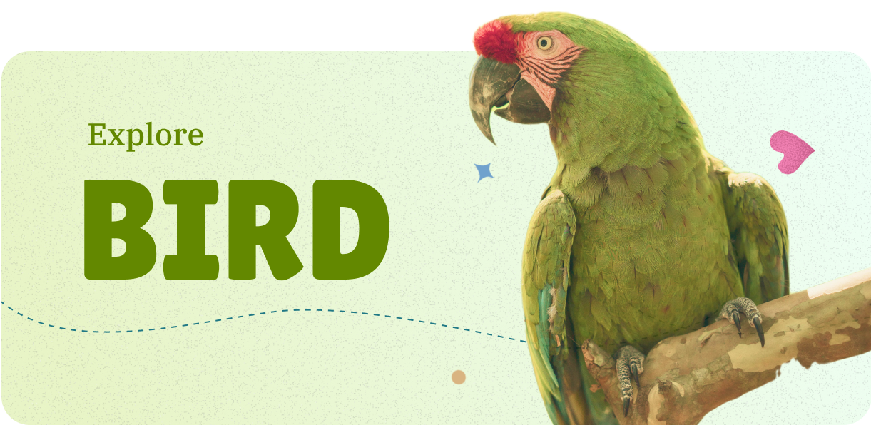 Discover birds information