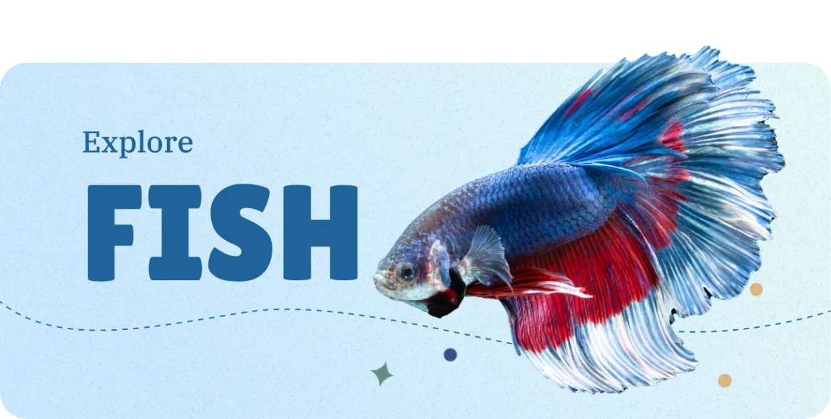 Discover aquarium-fish-types information